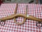 SINGLE OX YOKE