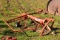 KUHN 3PT HITCH ROTARY HAY RAKE TAG# 5391