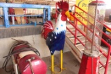 6FT METAL ROOSTER