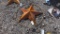 3' METAL STAR