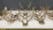 QTY 4) DEER ANTLERS