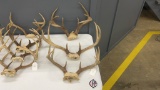 QTY 3) DEER ANTLERS