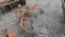 3PT HITCH CULTIVATOR