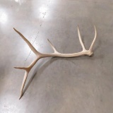 6 Point Caribou antler 18