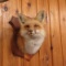 Red Fox Taxidermy Mount