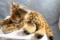 Steiff? Mohair Stuffed Leopard 20