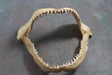 Old Shark Jaw Measures 11