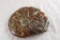 Ammonite Fossilized Shell Specimen Polished