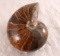 Fossilized Nautilus Shell