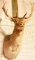 Lot #850B - Fallow deer mount