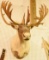 Lot #850D - Large Caribou taxidermy mount