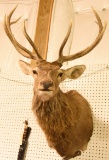 Lot #850C - Elk 6x6 taxidermy mount with turned head