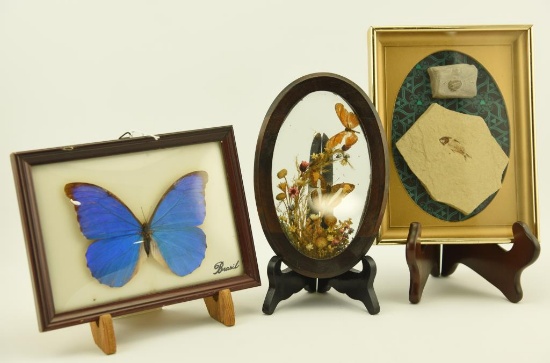 Lot 1419 - (3) pieces framed: one containing two fossils and the 2 others containing butterflies