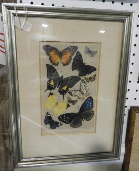 Lot 1734 - Hand colored butterfly framed engraving (11 ½” x 13 ½”)