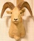 Dall Sheep Mount Due to the Size Item needs to be picked up at  the Auction Facility.