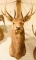 Rocky Mountain 5x5 Elk Mount with Original Game Tag. THIS ITEM IS NOT SHIPPABLE. Due to  the