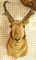 Antelope Mount Due to the Size Item needs to be picked up at  the Auction Facility.