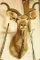 African Kudu Mount with removable antlers THIS ITEM IS NOT SHIPPABLE. Due to the Size  Item nee