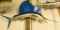 Sail fish mount. Approx. 72
