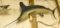 White Marlin Mount Approx. 78