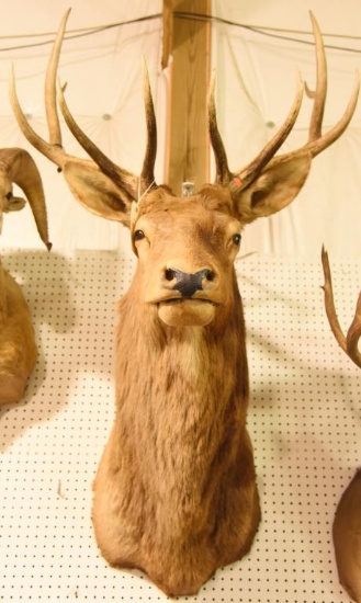 Rocky Mountain 5x5 Elk Mount with Original Game Tag. THIS ITEM IS NOT SHIPPABLE. Due to the