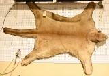 Mountain Lion Rug with Various states of repair and aging. 59