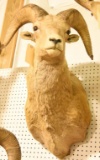 Rocky Mountain Big Horn Ram Mount Due to the Size Item needs to be picked up at  the Auction