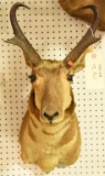 Antelope Mount Due to the Size Item needs to be picked up at  the Auction Facility.