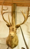 Caribou Mount in Boone & Crocket Book . Boone & Crockett will come with the mount.