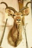 African Kudu Mount with removable antlers THIS ITEM IS NOT SHIPPABLE. Due to the Size  Item nee
