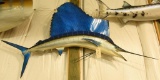 Sail fish mount. Approx. 72