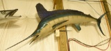White Marlin Mount Approx. 78