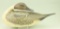 Lot #310 - Reggie Birch, Chincoteague, VA preening model “Crowell Style” Pintail Drake glass eyes,