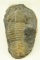 Lot #393 - Trilobite Invertebrate Fossil 3.5”x 5.5”