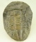 Lot #396 - Trilobite Invertebrate Fossil 4” x5.25”