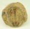 Lot #397 - Trilobite Invertebrate Fossil 4.5”x 4.5”