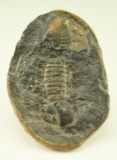 Lot #392 - Trilobite Invertebrate Fossil 4” x5.5”