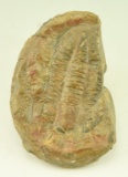 Lot #394 - Trilobite Invertebrate Fossil 4” x6.25”