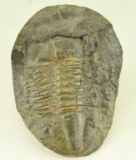 Lot #396 - Trilobite Invertebrate Fossil 4” x5.25”