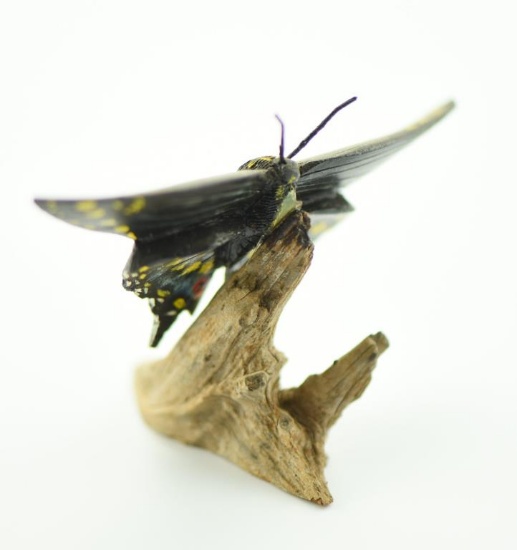 Lot #356 - Superb carved Short Tailed Swallow butterfly on driftwood signed on underside B.