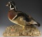 Lot #823 - Wood Duck Drake Decoy on Driftwood base