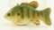 Lot #383 - Miniature carved Pumpkinseed fish decoy 4” by Dahle Bingaman 1996