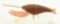 Lot #384 - Carved Crawfish decoy by Richard Brooks signed on underside 4”
