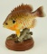 Lot #533 -  Beautiful hand carved Pumpkinseed Sunfish on driftwood with miniature turtle 7” high