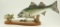 Lot #536 - Captain Ed Darwin, Baltimore, MD hand carved 18” Rockfish on habitat basin with shade