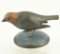 Lot #591 - Frank Finney, Virginia Beach, VA Brown Headed Cowbird in standing pose excellent