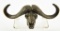 Lot # 4745 - Cape Buffalo Bronze sculpted desk ornament skull S/N Illberg 86/100 (7” x 2”) from