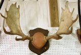 Lot # 4755 - Maine Moose Antler Mounted Rack 8 x 8
