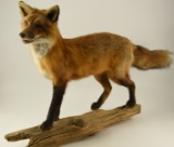 Lot # 4692A - Canadian Red Fox on habitat base