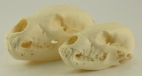 Lot # 4858A - (2) Canadian Black Bear Skulls
